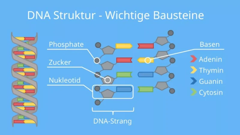 2025-2_schaubild